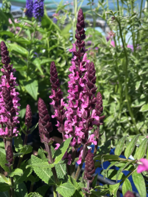 Midnight 'Rose' Meadow Sage (salvia)