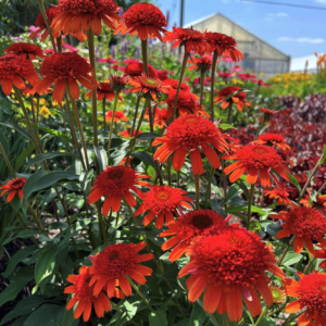 Moab Sunset Coneflower