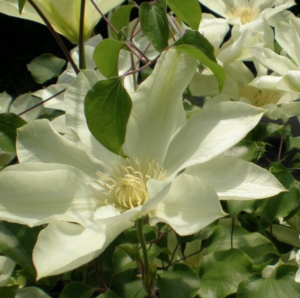 Moonlight Clematis