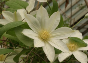 Moonlight Clematis