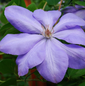 Mrs Cholmondeley Clematis