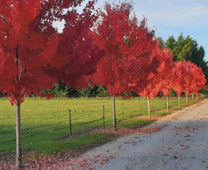 October Glory Maple