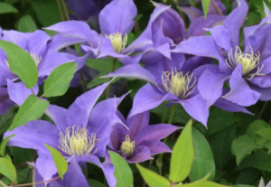 Olympia Clematis