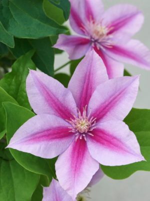 Poseidon Clematis