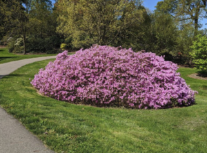 Poukhanense Azalea