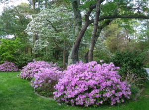 Poukhanense Azalea