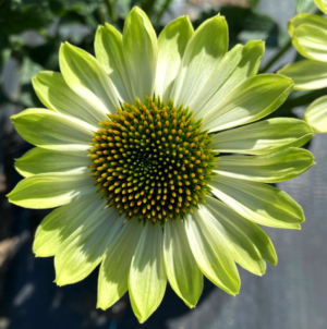 Prima Lime Coneflower