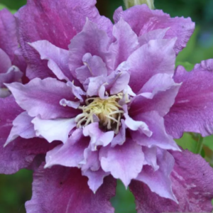 Proteus Clematis