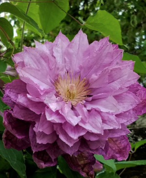 Proteus Clematis