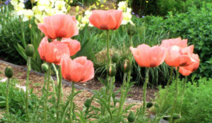 Queen Alexandra Oriental Poppy