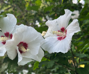 Red Heart hibiscus