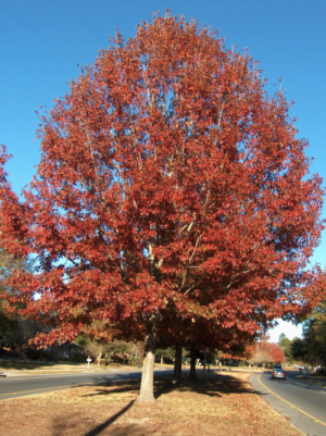 Red Oak