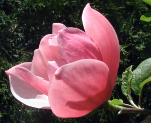 Rose Marie Magnolia