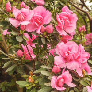 Rosebud Azalea