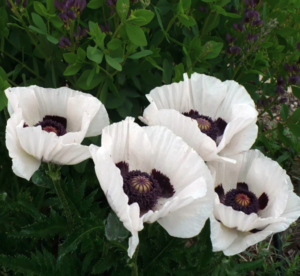 Royal Wedding Oriental Poppy