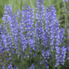 Salvia AZURE SNOW (P.W.)1