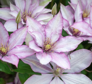 Samaritan Jo Clematis