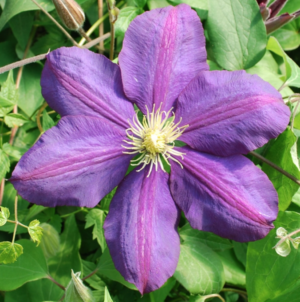 The Vagabond Clematis