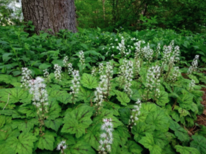 Tiarella cordifolia