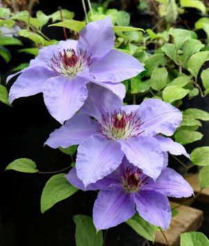 Vancouver Deborah Dahl Clematis