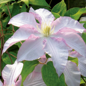 Vancouver Morning Mist Clematis