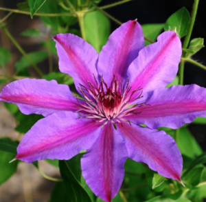 Vancouver Starry Night Clematis