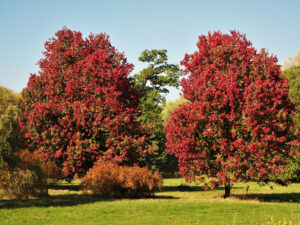 October Glory Red Maple