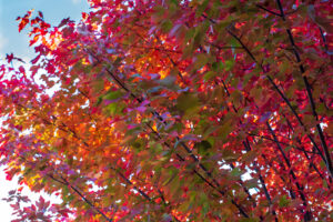 October Glory Red Maple