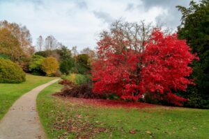 October Glory Red Maple