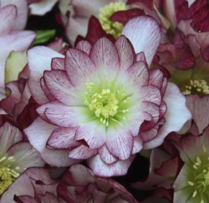 'Blushing Bridesmaid' Lenten Rose