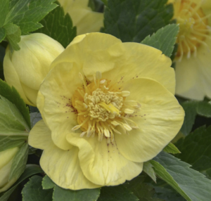 'California Dreaming' Lenten Rose