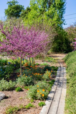 Eastern Redbud