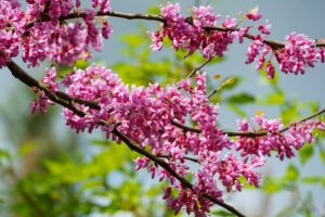 Eastern Redbud