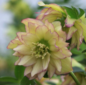 'First Dance' Lenten Rose