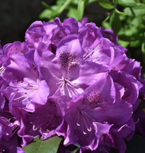 Florence Parks Rhododendron