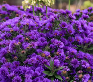 Grape Crush Aster