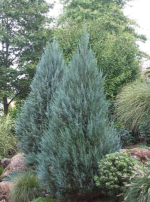 Moonglow Juniper