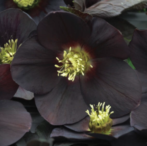 'New York Night' Lenten Rose