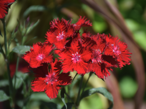 Rockin' Red Sweet William