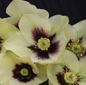 'Spanish Flare' Lenten Rose