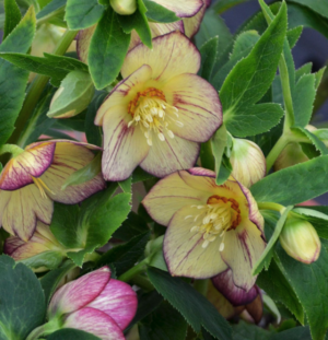 'Tropical Sunset' Lenten Rose