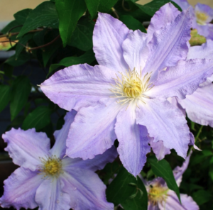 Vancouver Sea Breeze Select Clematis