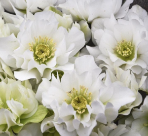 'Wedding Bells' Lenten Rose