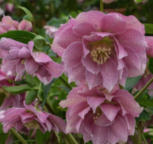 'Wedding Crasher' Lenten Rose