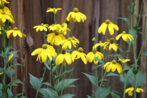 Rudbeckia laciniata