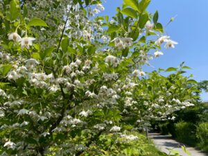 Styrax Japonicus