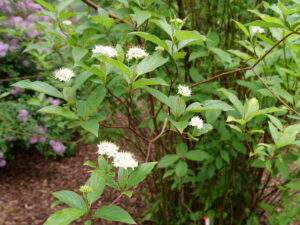 Arctic Fire Red Dogwood (Proven Winners)