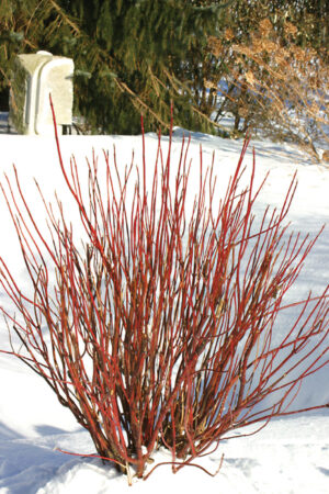 Arctic Fire Red Dogwood (Proven Winners)