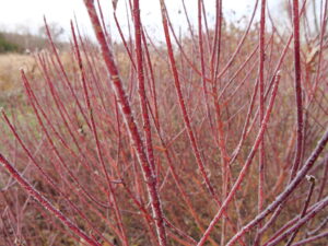 Arctic Fire Red Dogwood (Proven Winners)