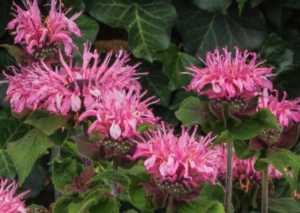 Bee-Lieve Bee Balm